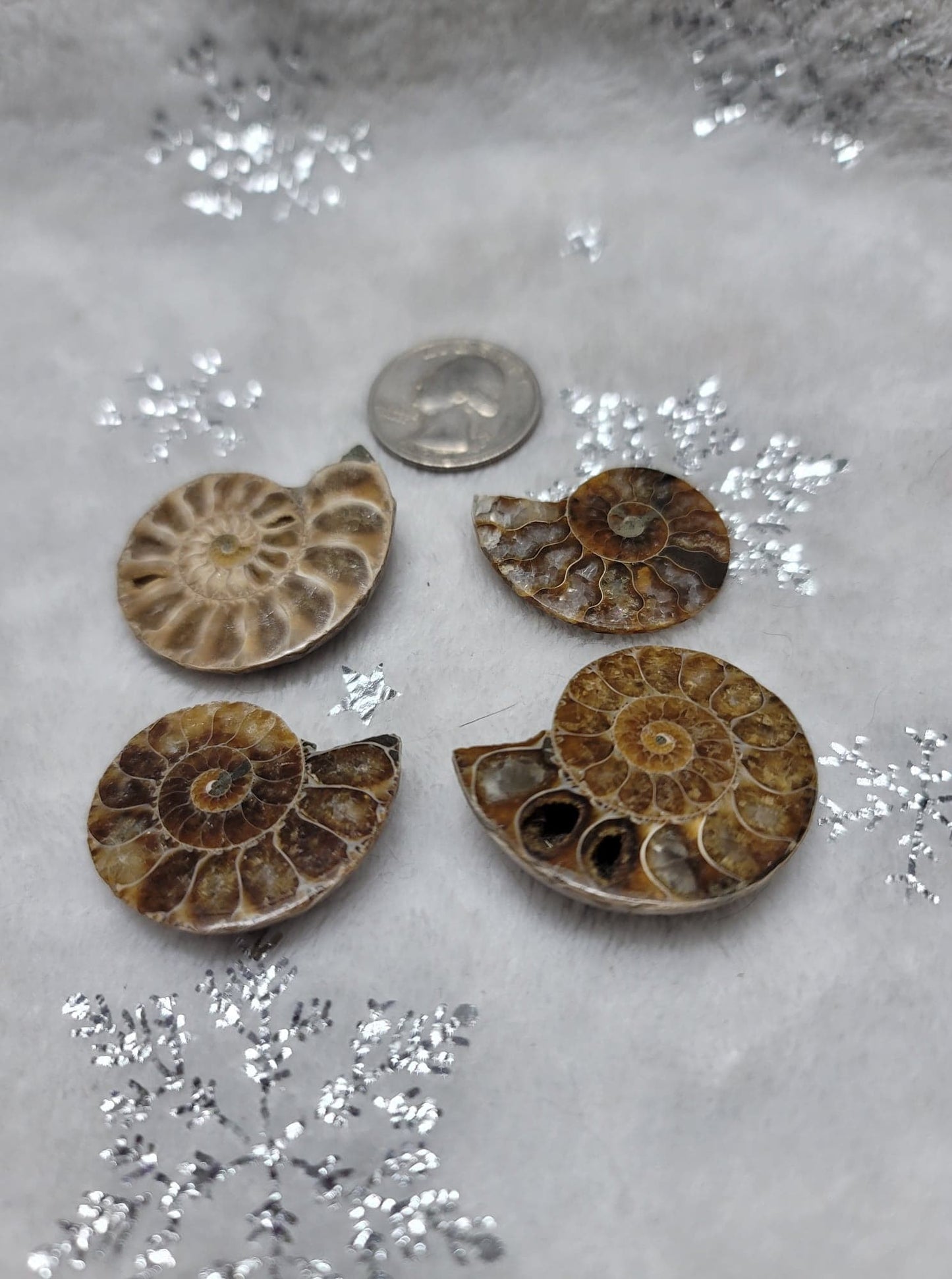 Mini Ammonites